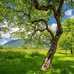 Strauss אוסיאך